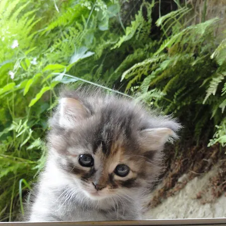 Feriegård Eisbacherhof Schladming