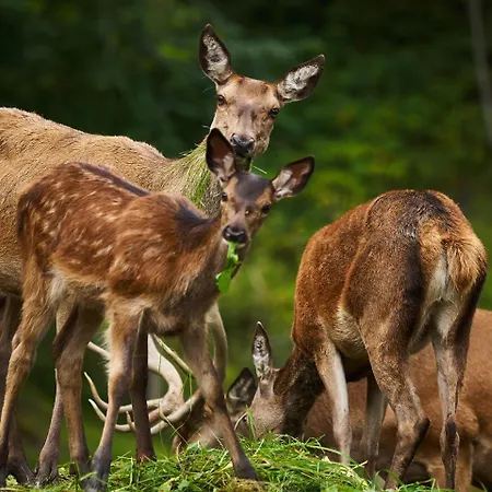 Eisbacherhof Farmház