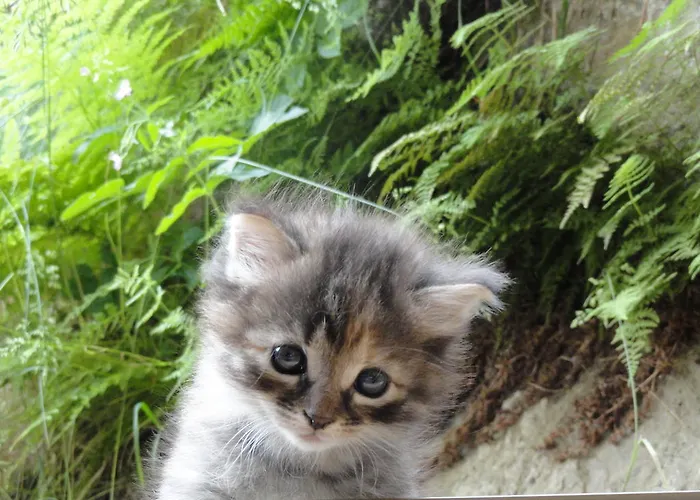 Lantgård Eisbacherhof Schladming
