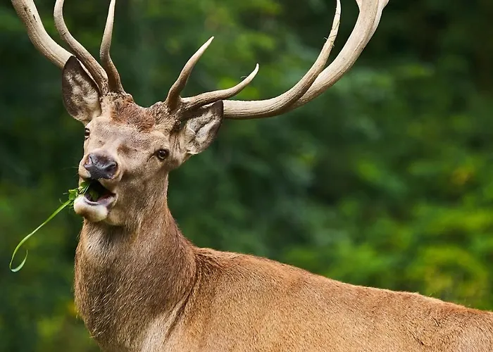 Eisbacherhof Schladming