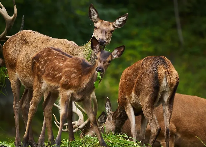 Eisbacherhof Lantgård